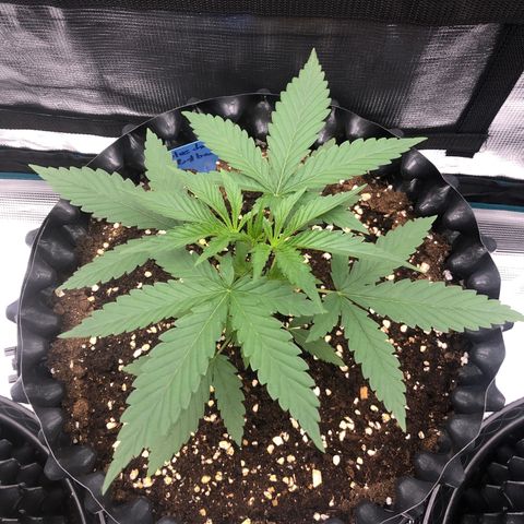 Blue Dream Matic growlog timeline photo