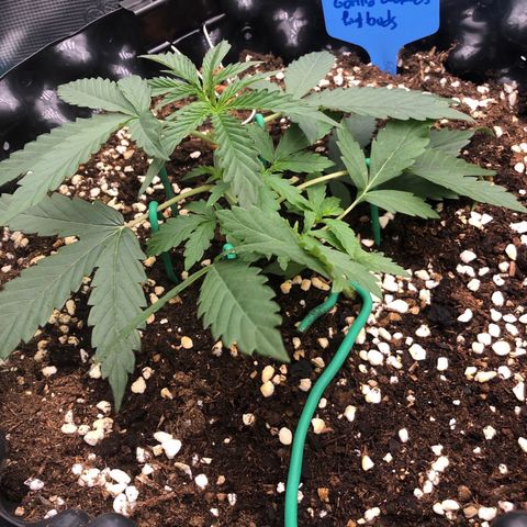 Gorilla Cookies Auto growlog timeline photo