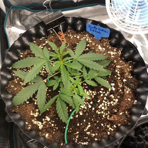 Gorilla Cookies Auto growlog timeline photo