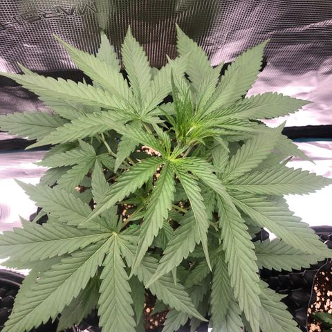 Blue Dream Matic growlog timeline photo