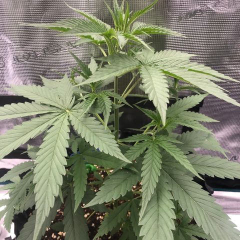 Blue Dream Matic growlog timeline photo
