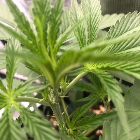 Blue Dream Matic growlog timeline photo