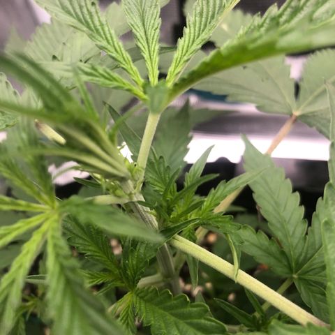 Gorilla Cookies Auto growlog timeline photo
