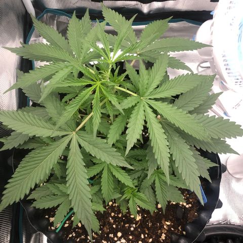 Gorilla Cookies Auto growlog timeline photo
