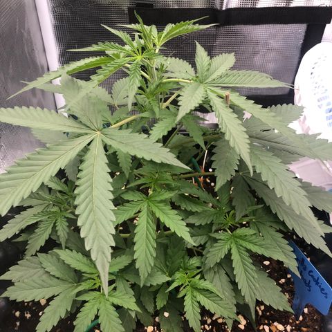 Gorilla Cookies Auto growlog timeline photo