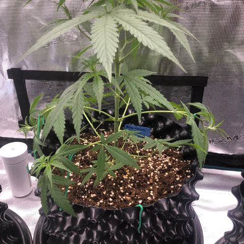Blue Dream Matic growlog timeline photo