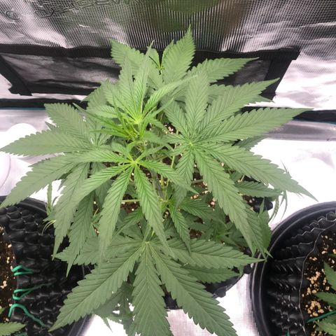 Blue Dream Matic growlog timeline photo