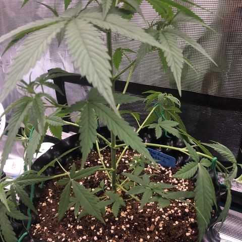 Blue Dream Matic growlog timeline photo