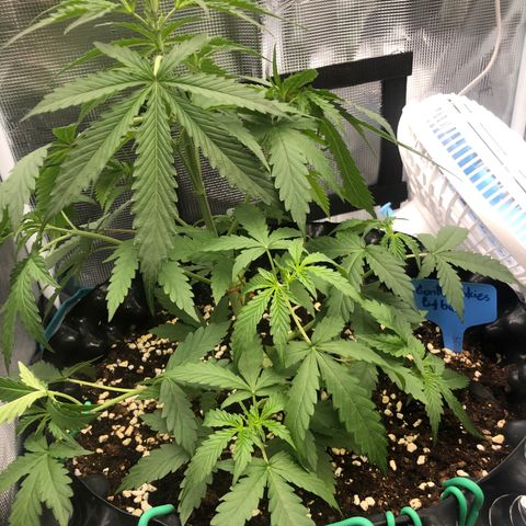 Gorilla Cookies Auto growlog timeline photo