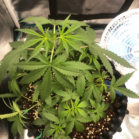 Gorilla Cookies Auto growlog timeline photo