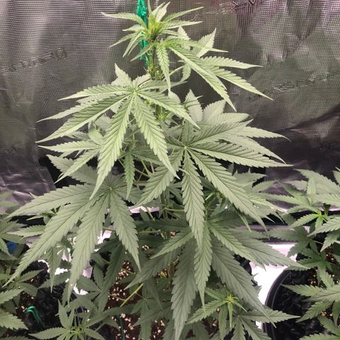 Blue Dream Matic growlog timeline photo