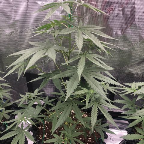 Blue Dream Matic growlog timeline photo