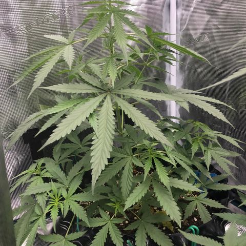 Gorilla Cookies Auto growlog timeline photo