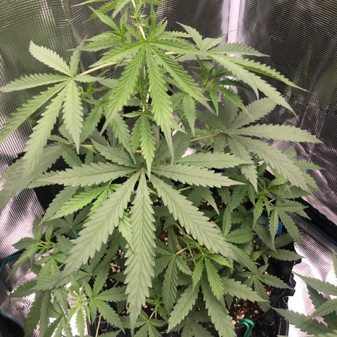 Gorilla Cookies Auto growlog timeline photo