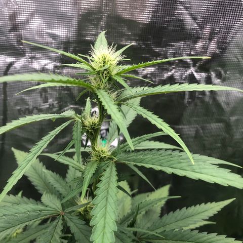 Blue Dream Matic growlog timeline photo