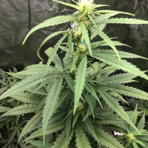 Blue Dream Matic growlog timeline photo