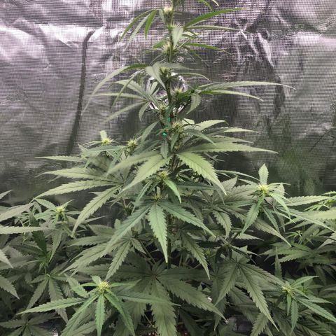 Blue Dream Matic growlog timeline photo