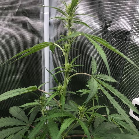 Gorilla Cookies Auto growlog timeline photo