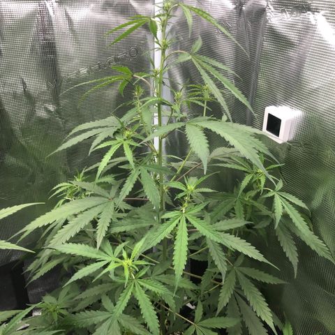 Gorilla Cookies Auto growlog timeline photo