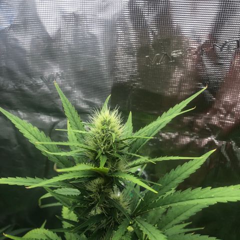 Blue Dream Matic growlog timeline photo
