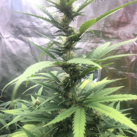 Blue Dream Matic growlog timeline photo