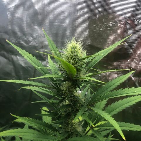 Blue Dream Matic growlog timeline photo