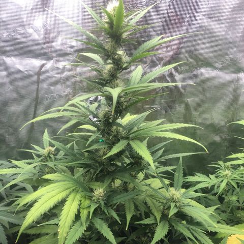 Blue Dream Matic growlog timeline photo