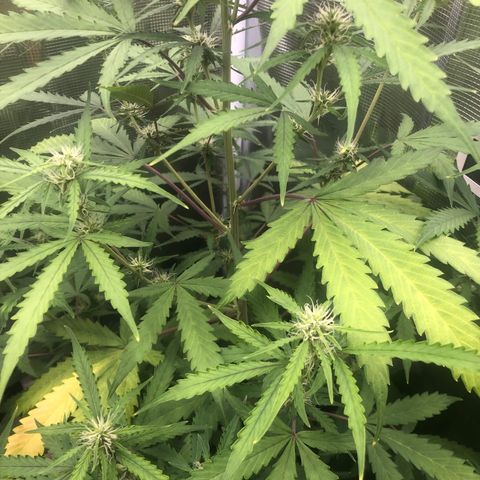 Gorilla Cookies Auto growlog timeline photo