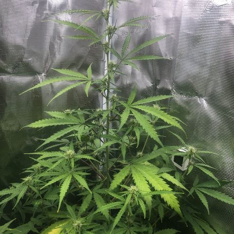 Gorilla Cookies Auto growlog timeline photo