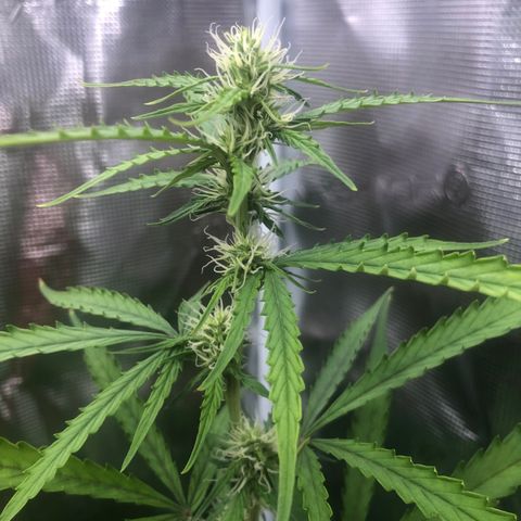 Gorilla Cookies Auto growlog timeline photo