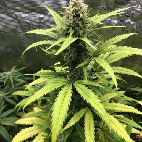 Blue Dream Matic growlog timeline photo