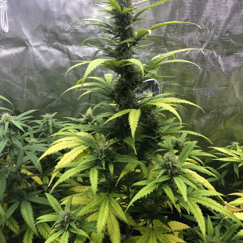 Blue Dream Matic growlog timeline photo