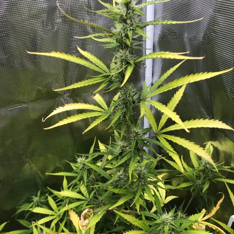 Gorilla Cookies Auto growlog timeline photo