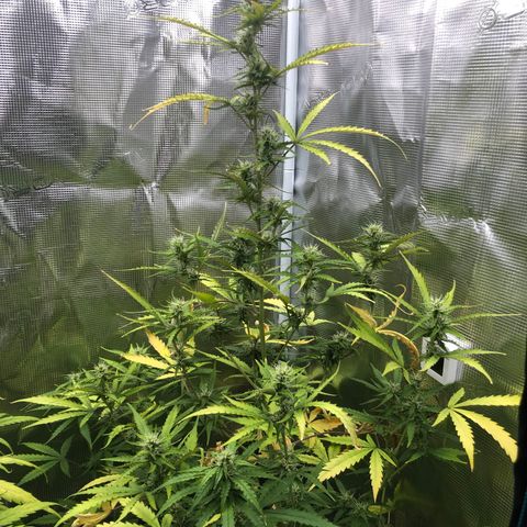 Gorilla Cookies Auto growlog timeline photo