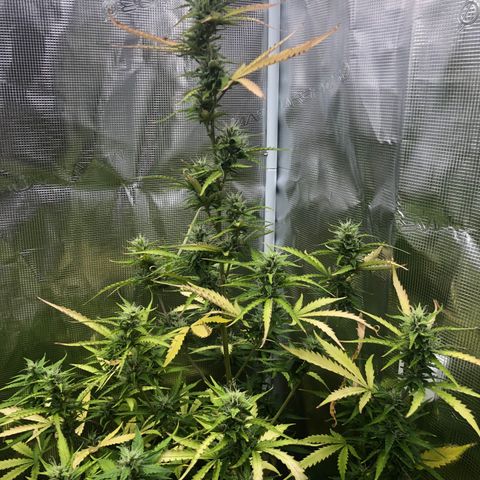 Gorilla Cookies Auto growlog timeline photo
