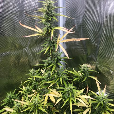Gorilla Cookies Auto growlog timeline photo