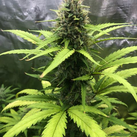 Blue Dream Matic growlog timeline photo