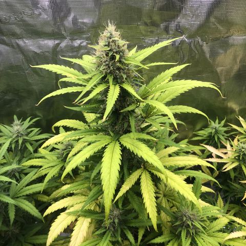 Blue Dream Matic growlog timeline photo