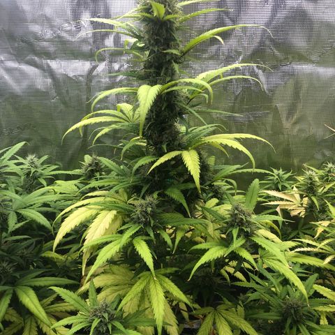 Blue Dream Matic growlog timeline photo