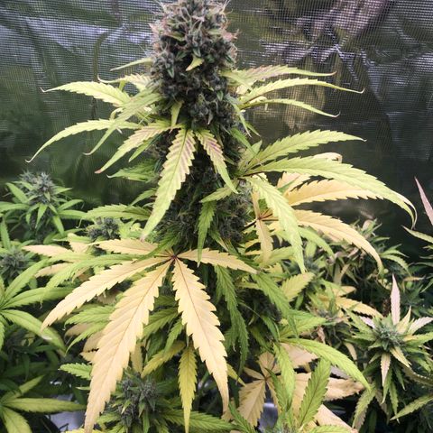 Blue Dream Matic growlog timeline photo