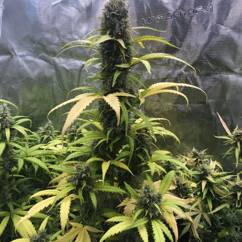 Blue Dream Matic growlog timeline photo