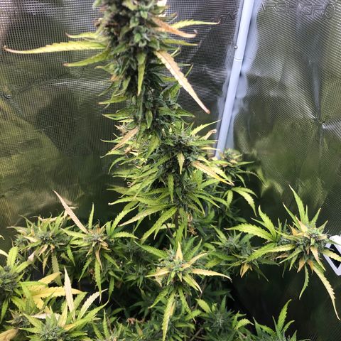 Gorilla Cookies Auto growlog timeline photo