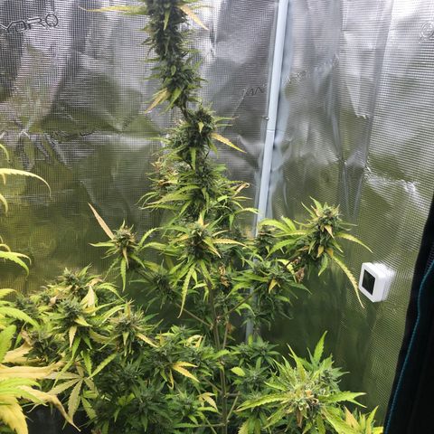 Gorilla Cookies Auto growlog timeline photo