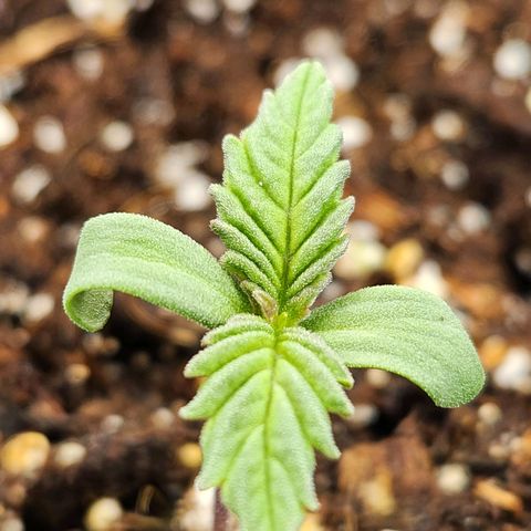6 trees growlog timeline photo