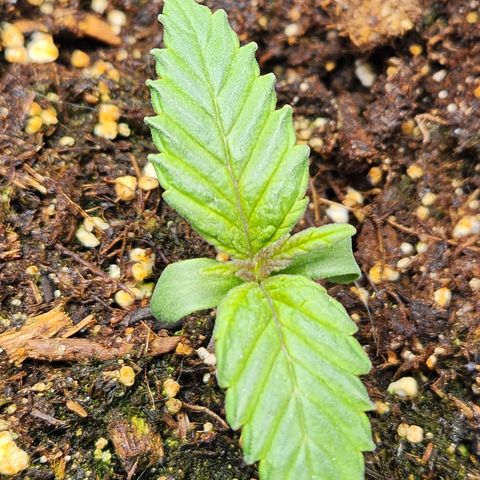 6 trees growlog timeline photo