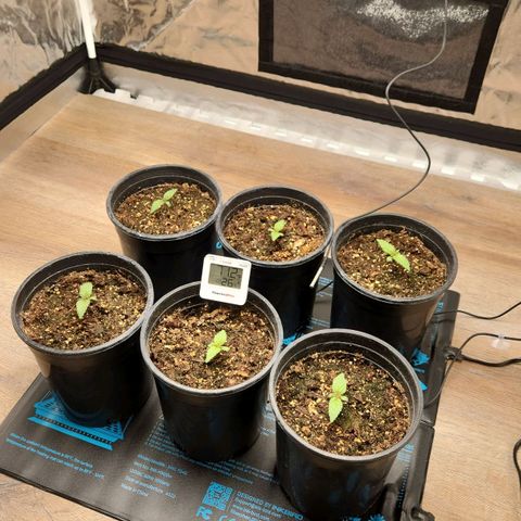 6 trees growlog timeline photo