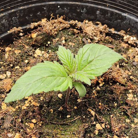 6 trees growlog timeline photo