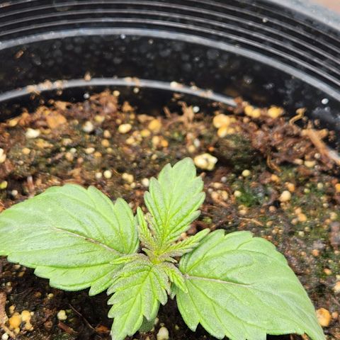 6 trees growlog timeline photo