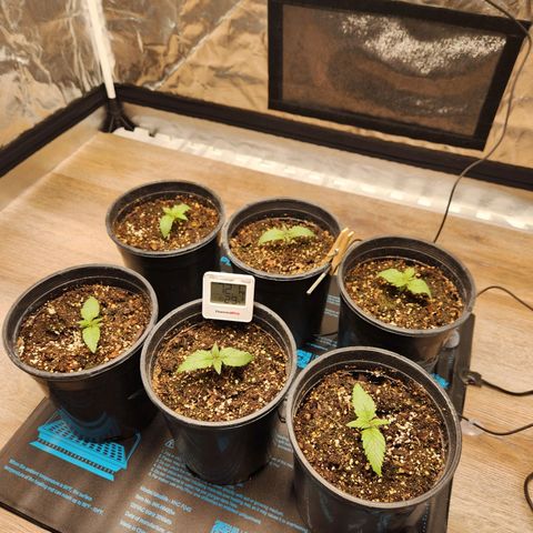 6 trees growlog timeline photo