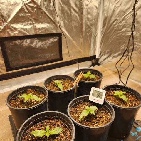 6 trees growlog timeline photo